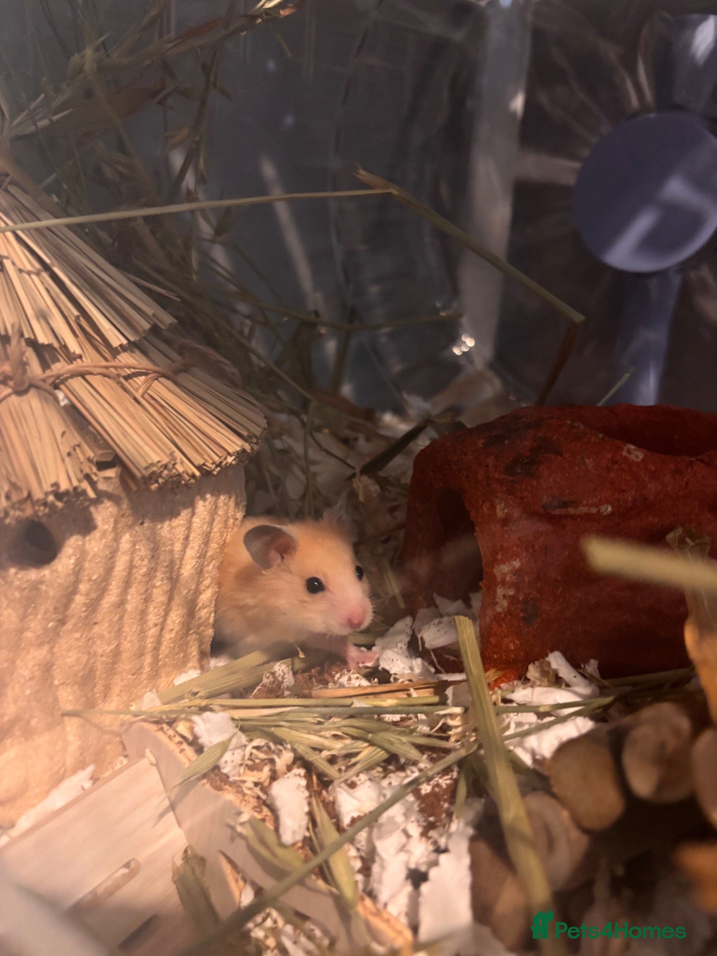 Hamster rodents Syrian hamster and full set up  - Advert 1