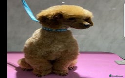 Cockapoo dogs for sale: Cocapoos f1  - Image 20