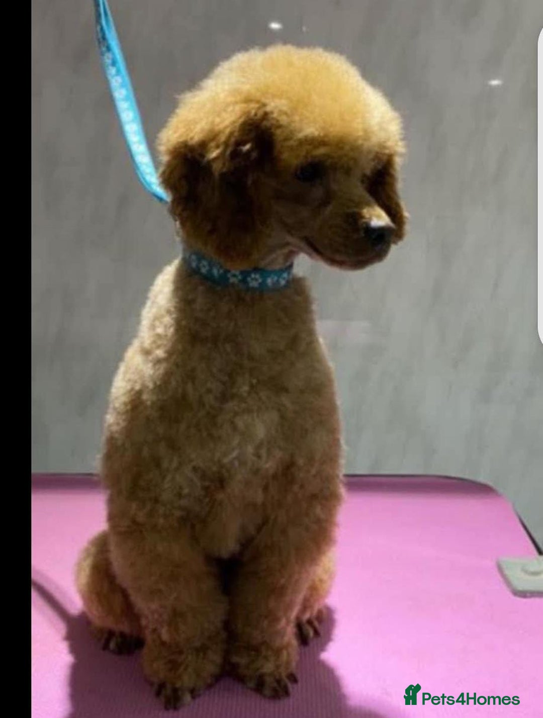 Cockapoo dogs for sale: Cocapoos f1  - Image 20