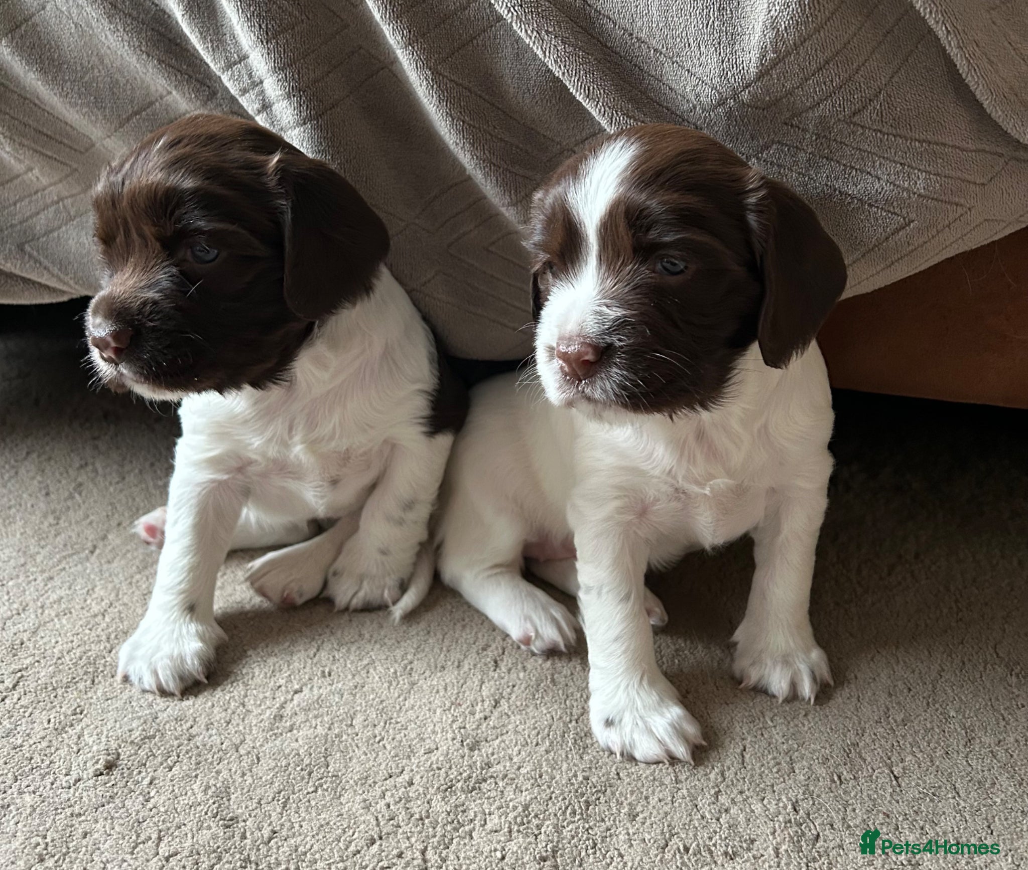 English Springer Spaniel dogs English Springer Spaniel pups for sale - Advert 2