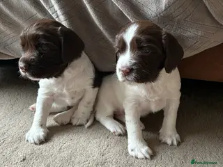 English Springer Spaniel dogs English Springer Spaniel pups for sale - Advert 4
