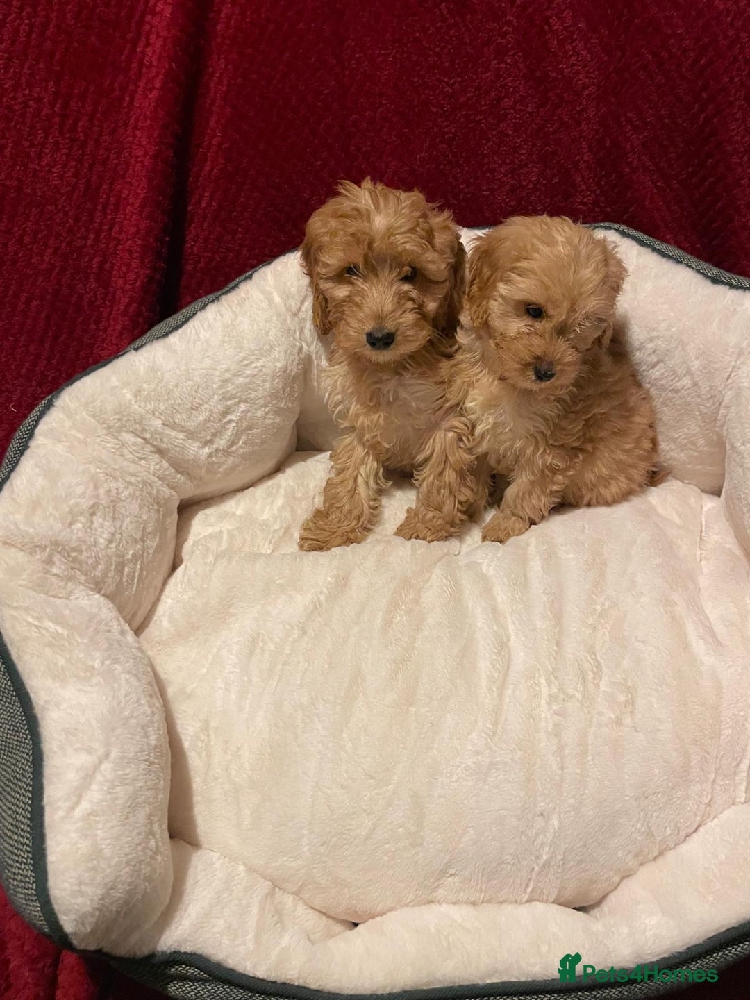 Cavapoo dogs for sale: Cavapoo puppies  - Advert 5