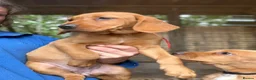 Cockerdor dogs for sale: Ready to go, Friendly Cockerdor pups 🤎 - Advert 9