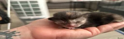 British Shorthair cats for sale: Stunning british short hair kittens 🐱  - Advert 19