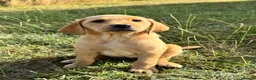 Labrador Retriever dogs for sale: Exceptional KC Labrador Puppies from Working Line  - Advert 8