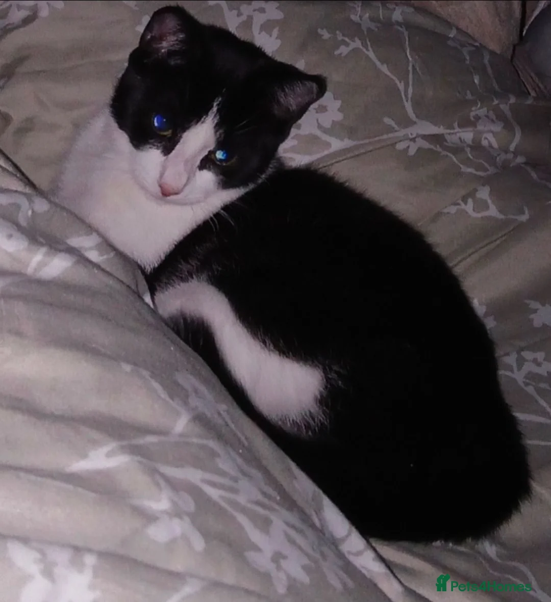 British Shorthair cats for sale:  4 beautiful kittens - Advert 1