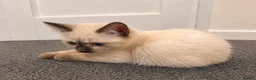 Ragdoll cats for sale: Beautiful Ragdoll Cross Kitten – Blue Eyes - Advert 4
