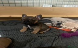 French Bulldog dogs for sale: French bulldog puppies  - Image 8