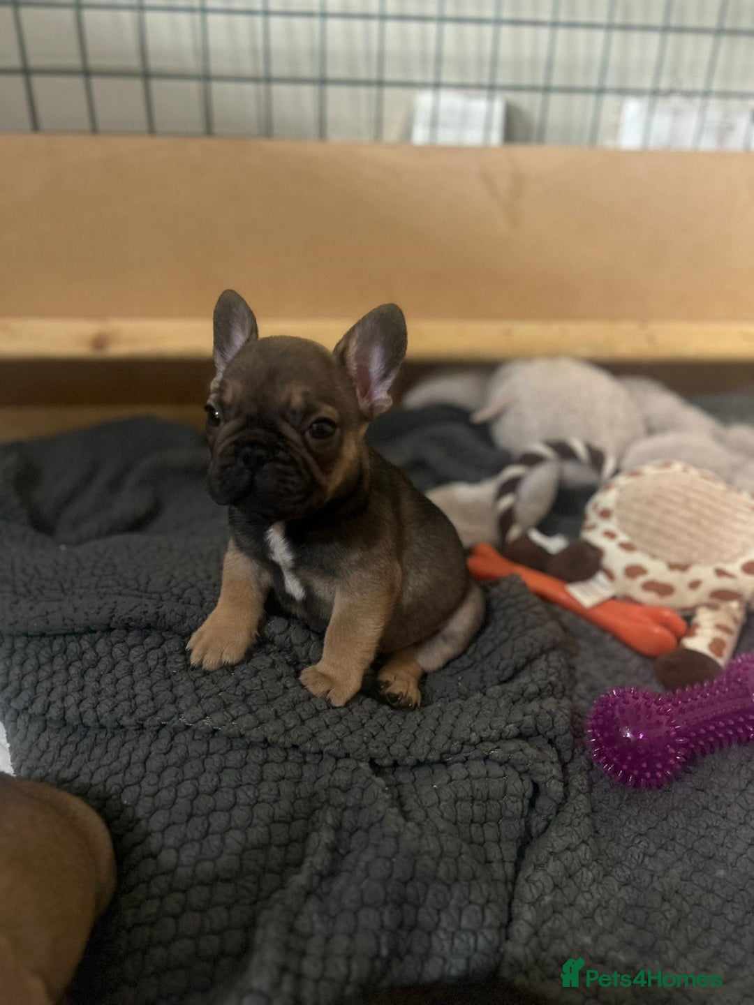 French Bulldog dogs for sale: French bulldog puppies  - Image 8