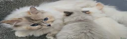 Ragdoll cats for sale: ragdoll kittens 😸  - Advert 3
