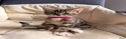 Mixed Breed cats for sale: Gorgeous Tabby Girl  in Liverpool - Advert 3