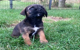 Border Terrier dogs for sale: Border Terrier puppies - Image 3