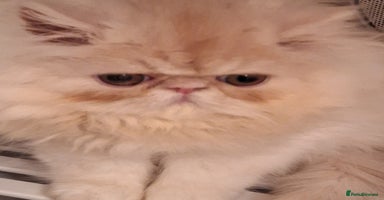 Persian cats 2  beautiful  stunning male persians available  - Advert 4