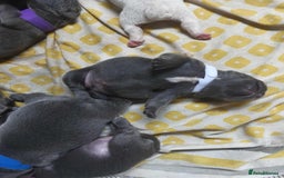 French Bulldog dogs for sale: French bulldog for sale  - Image 2