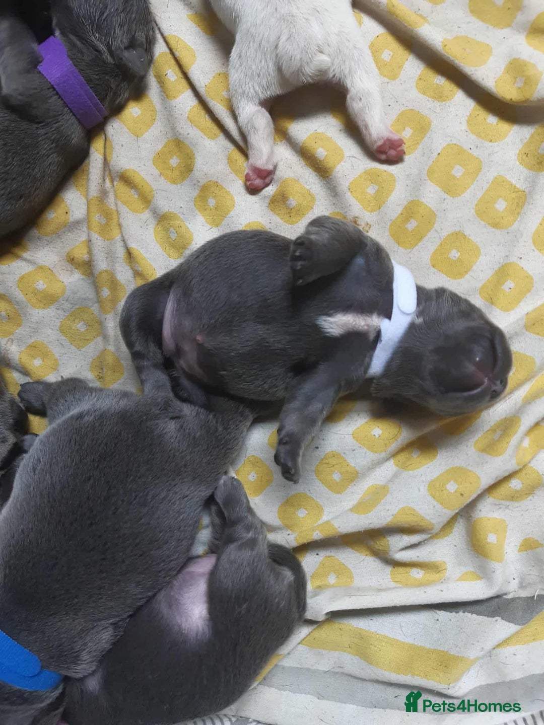 French Bulldog dogs for sale: French bulldog for sale  - Image 2