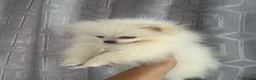 Pomeranian dogs for sale: one little girl Pomeranian puppies - Advert 9