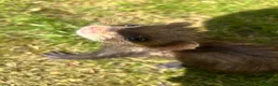 Ferret rodents for sale: Baby Ferret - Advert 13