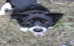 Mixed Breed dogs for adoption: 💙🐶 BOB 🐶💙 - Image 12