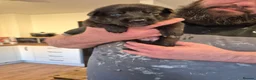German Shepherd dogs for sale: Gorgeous and rare german shepherd puppies - Advert 5