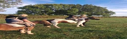Dartmoor horses for sale: Cracking kids lead rain or 2nd pony. Hunting pony in Sidmouth - Advert 6