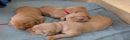 Labrador Retriever dogs for sale: KC Registered Fox Red Labrador Puppies - Advert 12