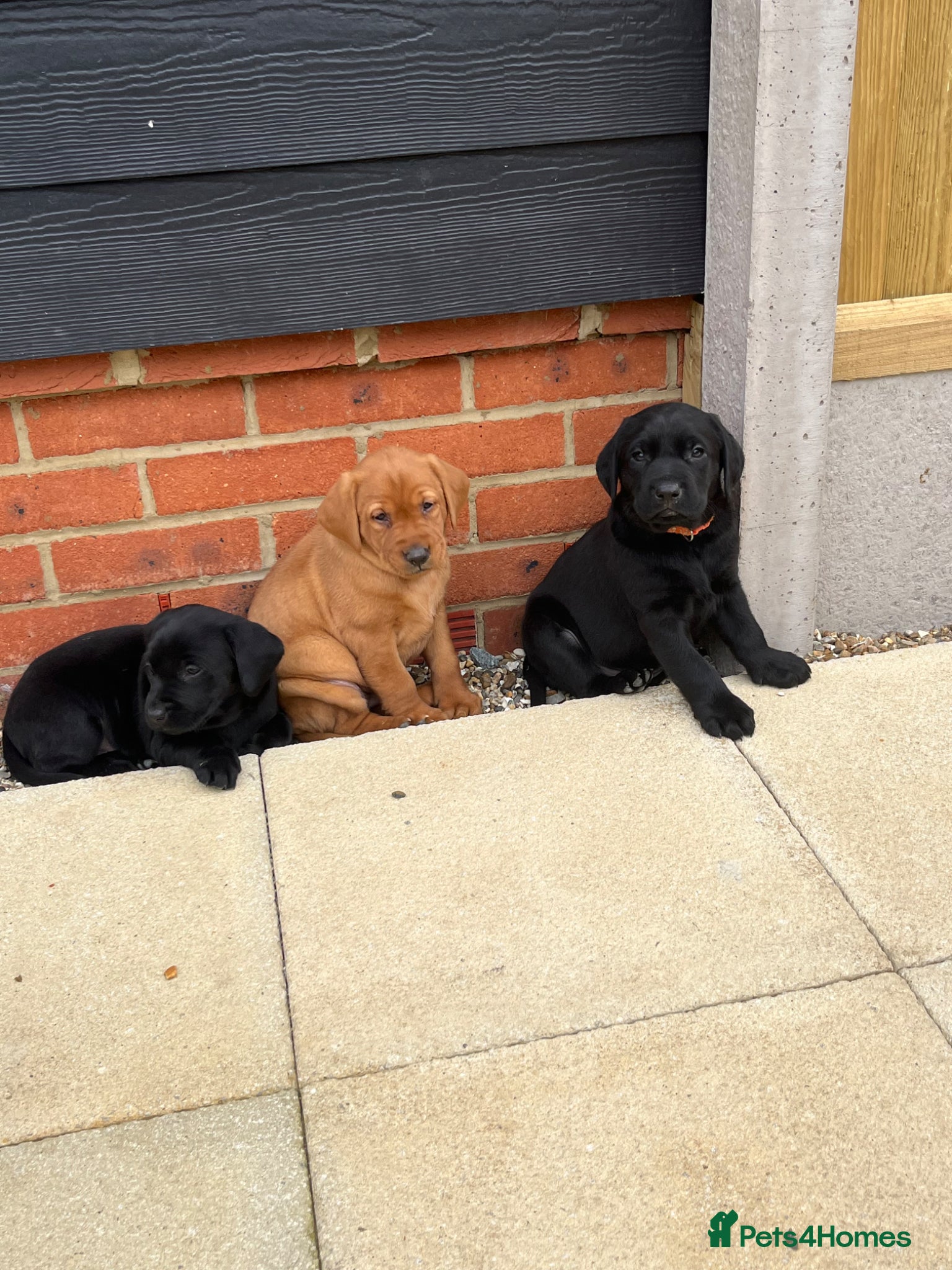 Labrador Retriever dogs ⭐️Labrador retriever puppies⭐️ - Advert 3
