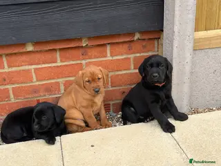 Labrador Retriever dogs ⭐️Labrador retriever puppies⭐️ - Advert 3