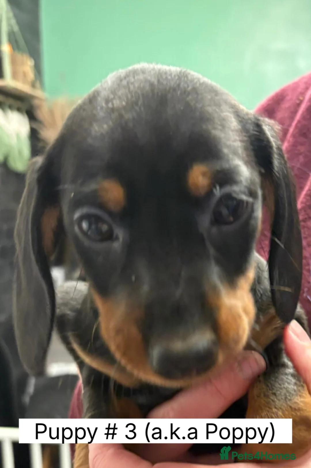 Miniature Dachshund dogs for sale: Miniature Dachshund Smooth Hair Puppies  - Advert 15