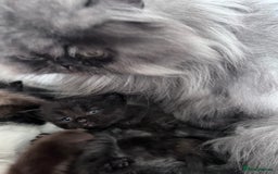 Mixed Breed cats for sale: Beautiful pershadoll ready to leave now ❤️ - Image 8