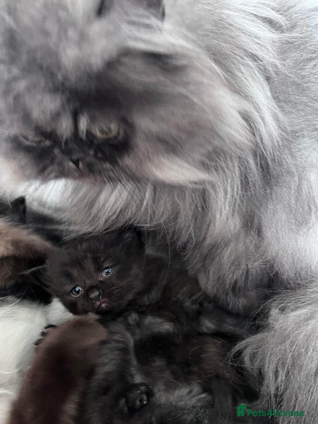 Mixed Breed cats for sale: Beautiful pershadoll ready to leave now ❤️ - Image 8