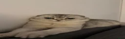 Scottish Fold cats for sale: Lovely Friendly Cat Looking for a Loving Home - Advert 3