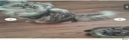 Persian cats for sale: *READY NOW *Persian x British short hair kittens  - Advert 4