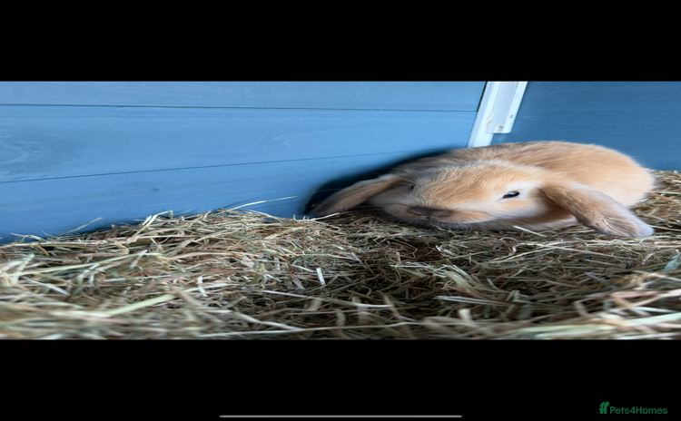 Mini Lop rabbits - Advert 4