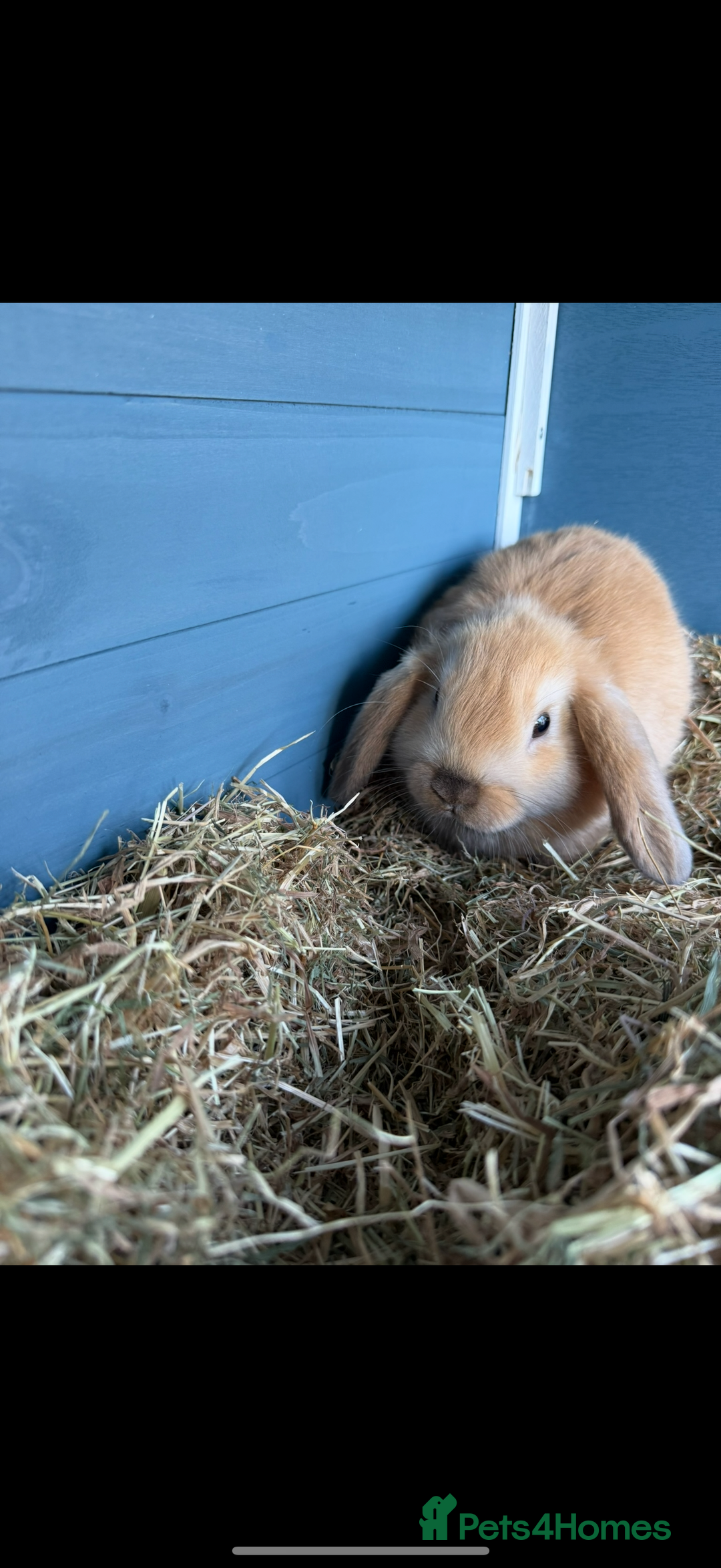 Mini Lop rabbits for sale: Bonded mini lop pair  - Image 1