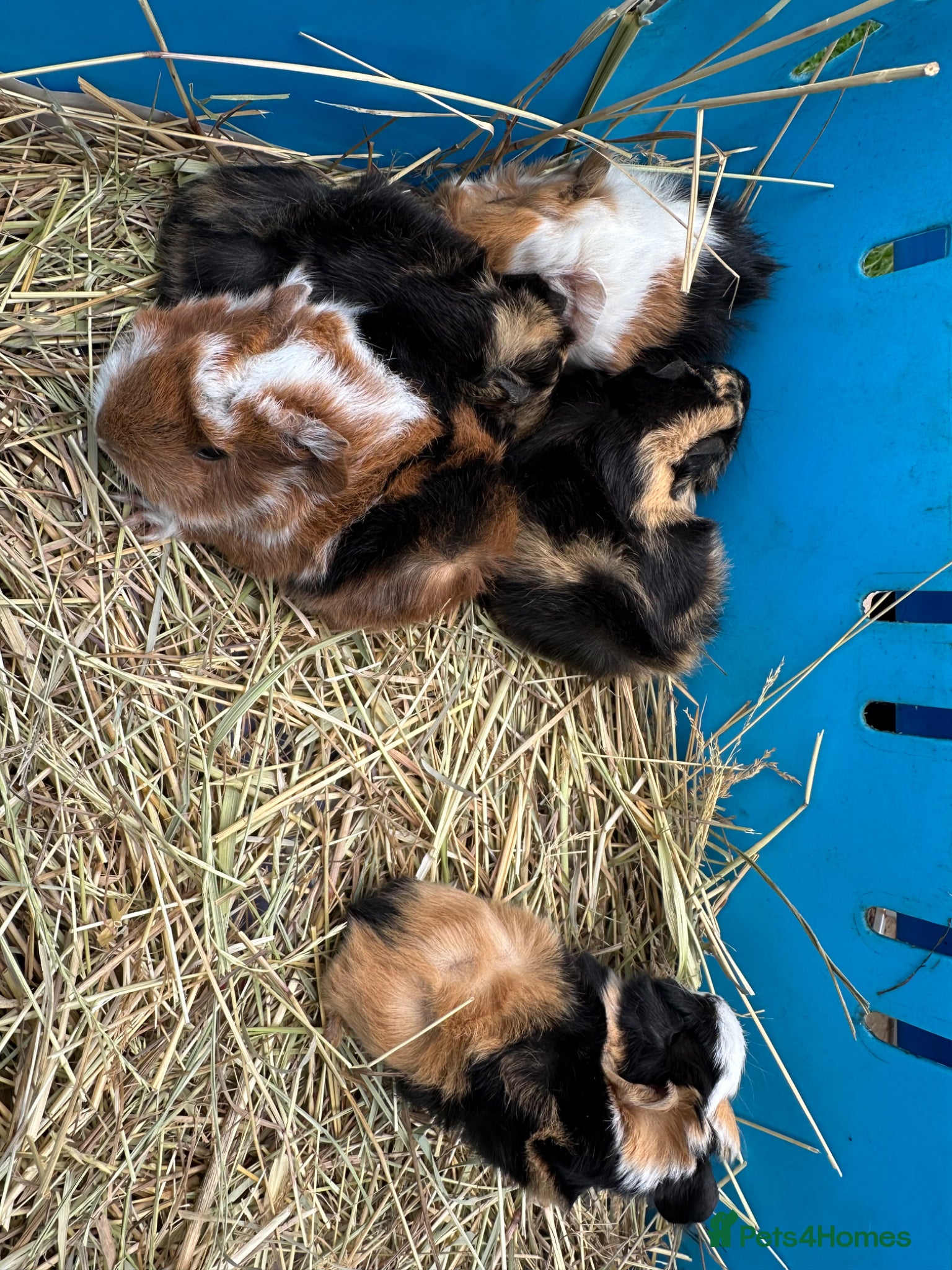Guinea Pig rodents Handsome baby long haired male guinea pigs. - Advert 1