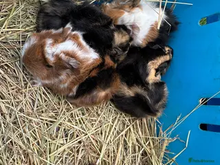 Guinea Pig rodents Handsome baby long haired male guinea pigs. - Advert 1