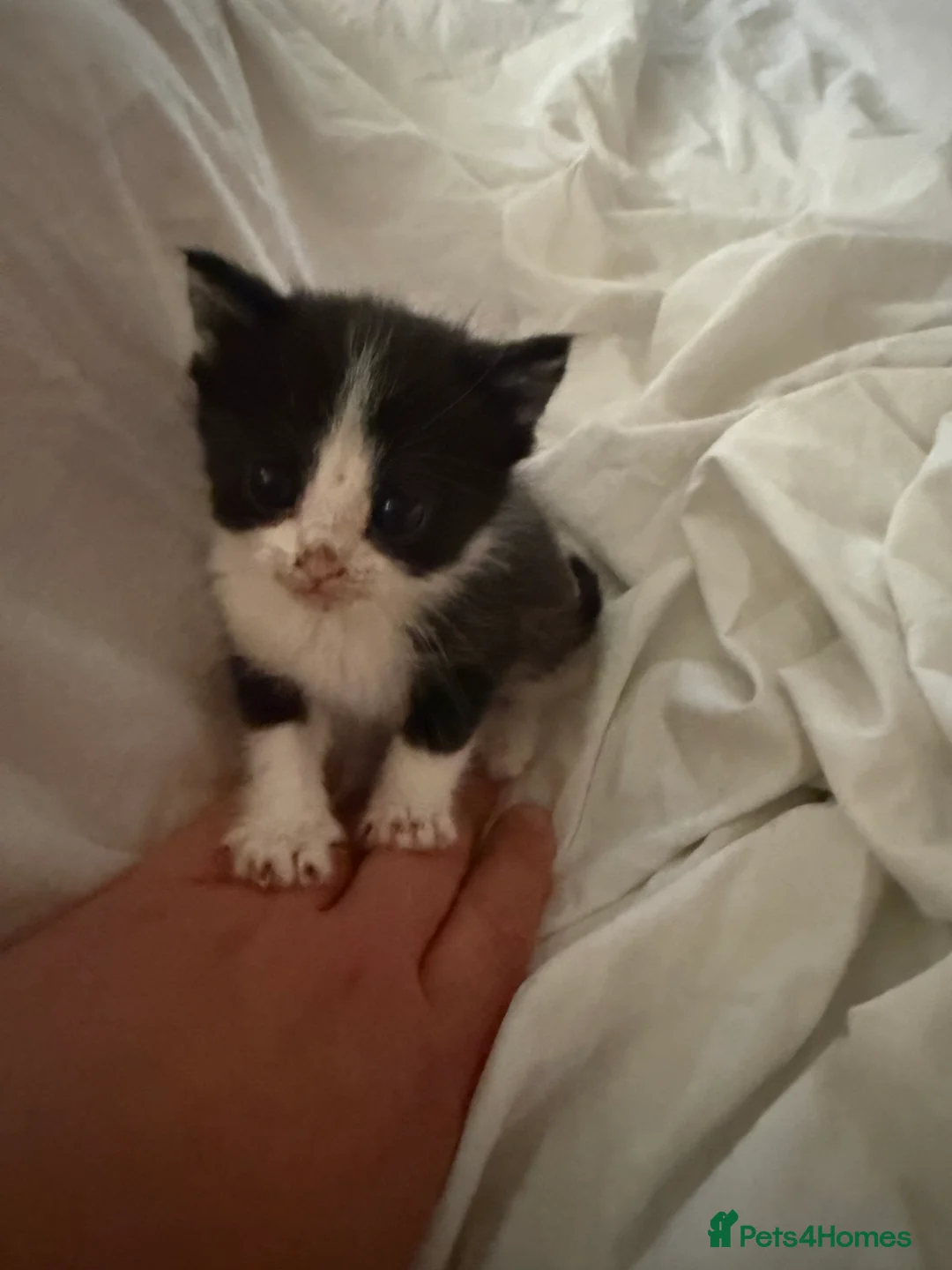 Mixed Breed cats for sale: Female kittens for sale - Advert 7