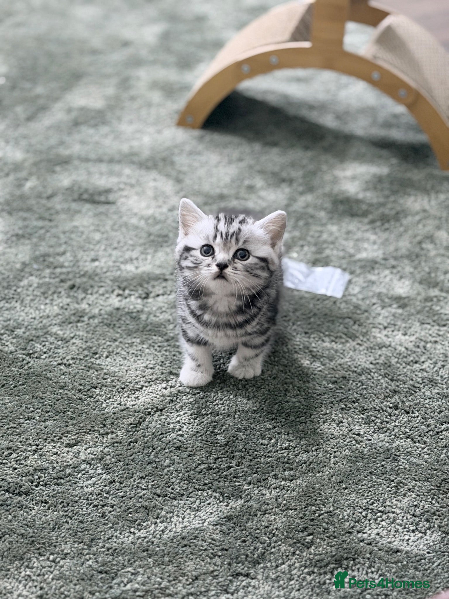 British Shorthair cats GCCF British shorthair silver tabby kittens  - Advert 2