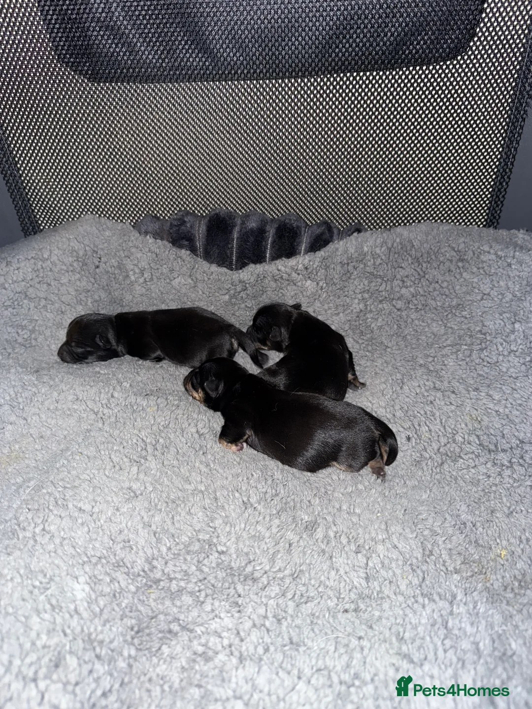 Chorkie dogs for sale: Gorgeous Chorkie girls  - Advert 3