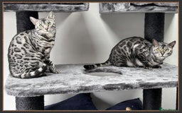 Bengal cats for sale: Silver Spotted Bengal Siblings Haja And Tala - Image 3