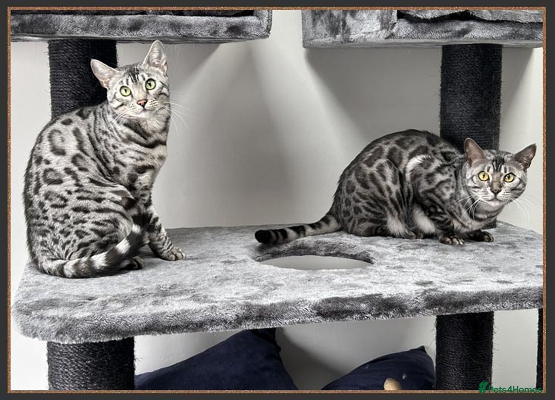 Bengal cats for sale: Silver Spotted Bengal Siblings Haja And Tala - Image 3