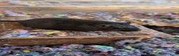 Gerbil rodents for sale: 2 Male Gerbils - Advert 4