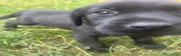 Labrador Retriever dogs for sale: Labrador puppies  in Welwyn Garden City - Advert 18
