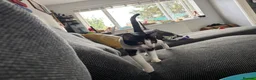 Domestic Shorthair cats for sale: 5 Months old Domestic Shorthair - Advert 5