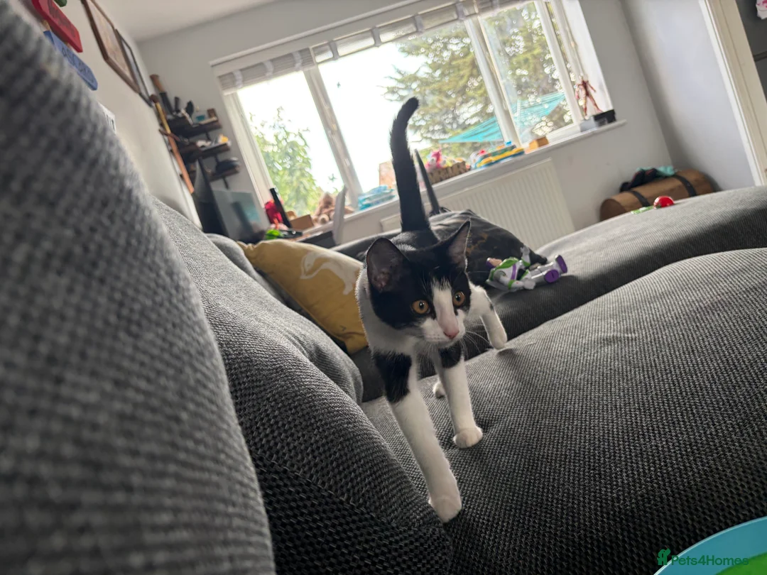 Domestic Shorthair cats for sale: 5 Months old Domestic Shorthair - Advert 5