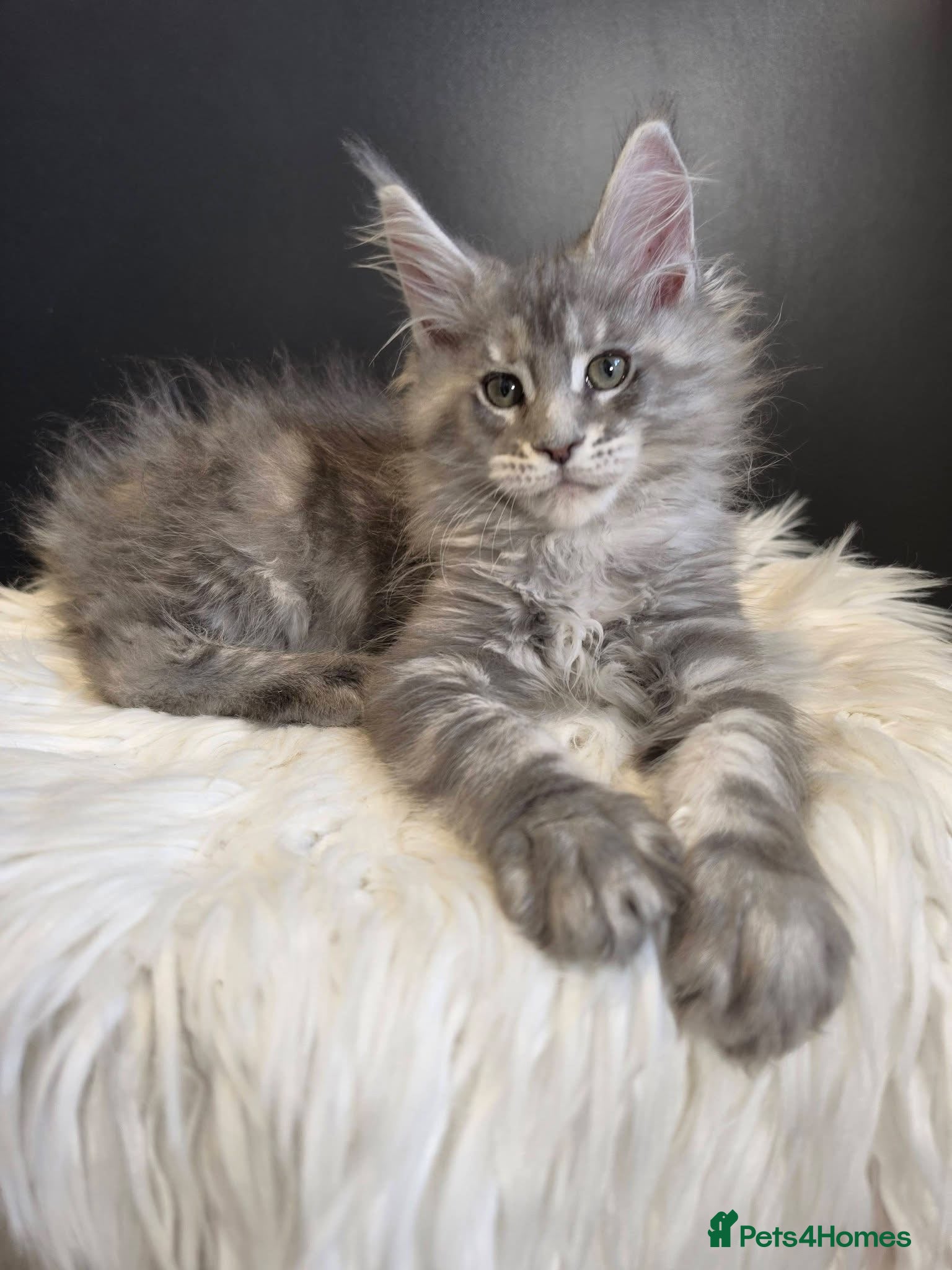 Maine Coon cats Outstanding kittens from Shaded line  - Advert 2