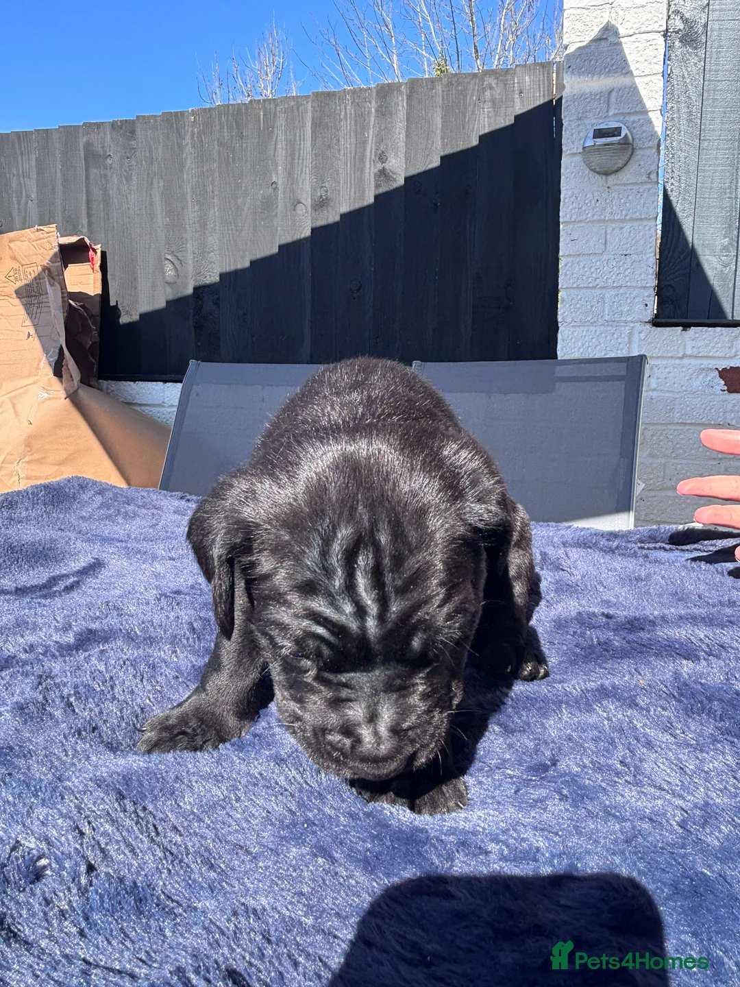 Cane Corso dogs for sale: 9 Cain corso puppies waiting for their foreverhome - Advert 41