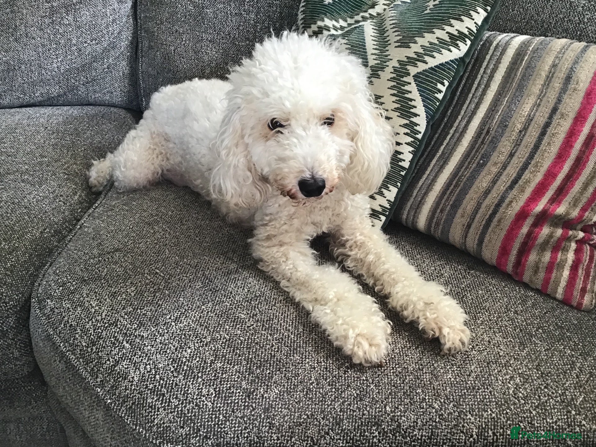Miniature Poodle dogs 6 red KC registered poodles  - Advert 3