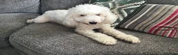 Miniature Poodle dogs for sale: 6 red KC registered poodles  - Advert 1