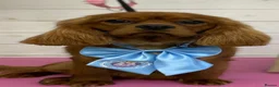 Cavalier King Charles Spaniel dogs for sale: Beautiful King Charles Spaniel Puppies  - Advert 6